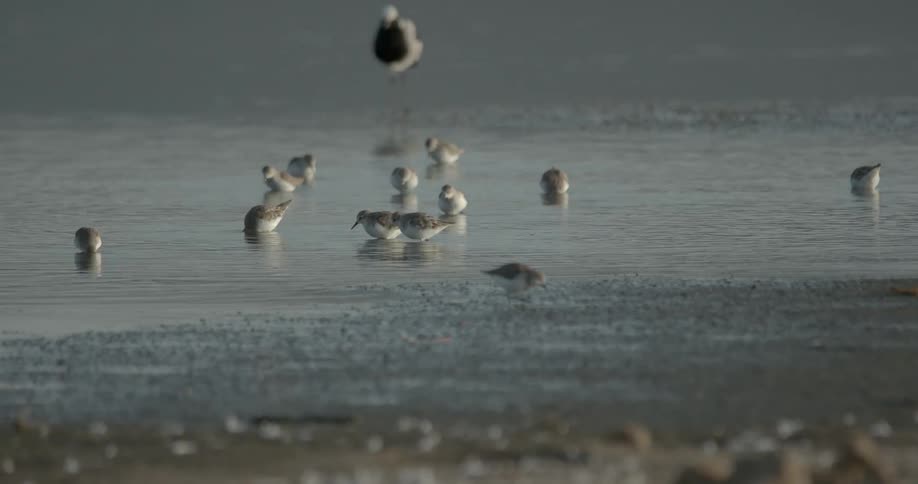 A group of small birds pick through the water on the coast