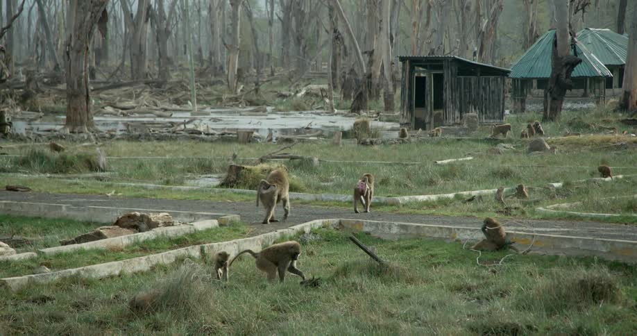 Monkeys walk around in the grass
