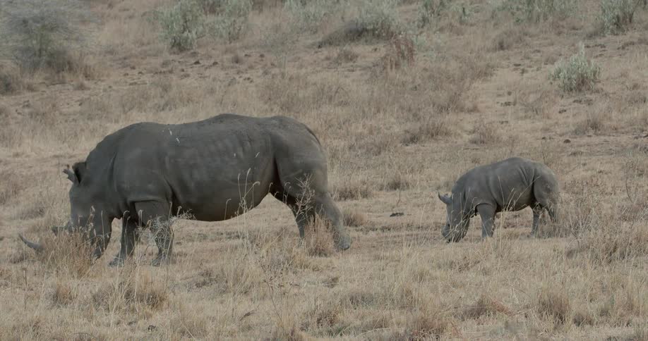 An adult and baby rhino graze on the grass