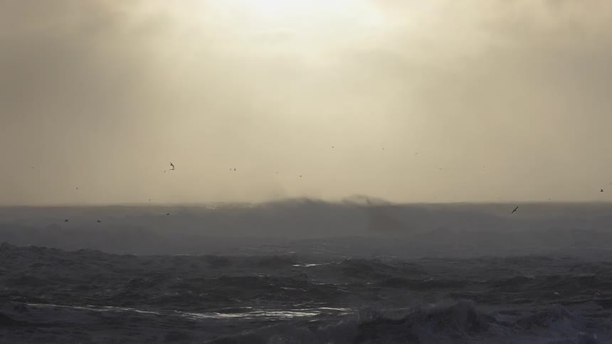 Birds flying over rough waters