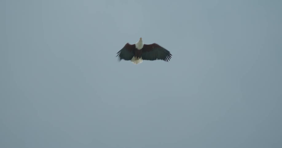 A bald eagle flies in the sky