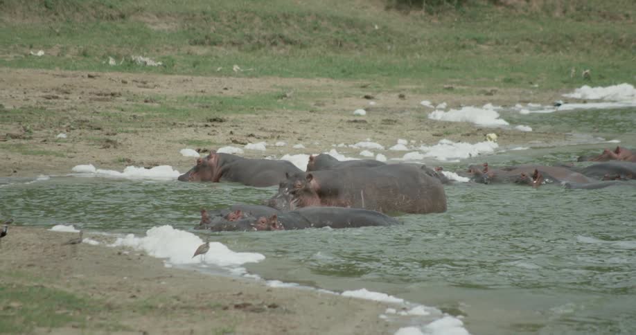 Hippos are all in the water together