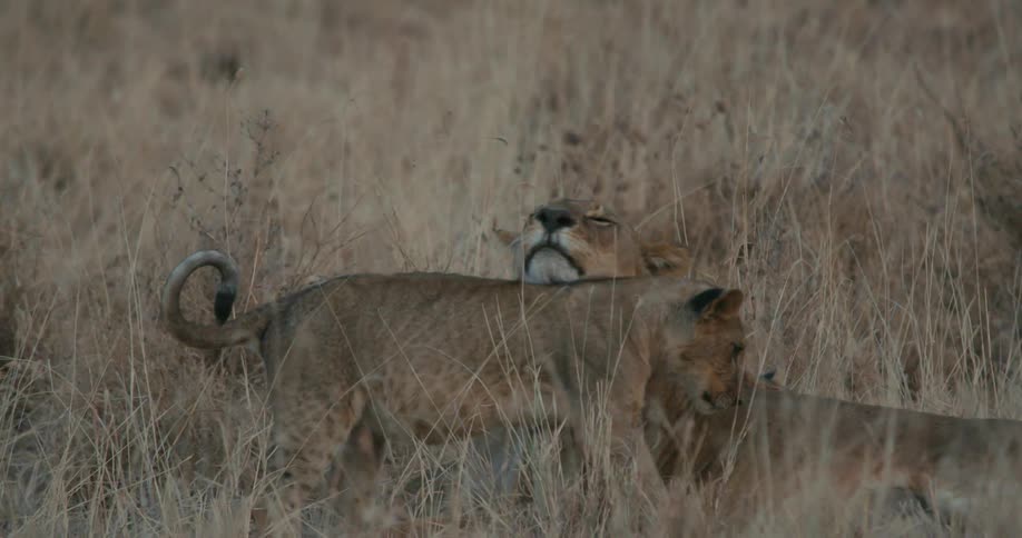 A lion and its cub sitting in tall grass