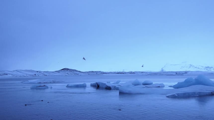 Birds flying over icy water