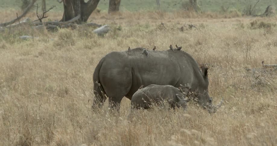 Birds sit atop grazing rhinos