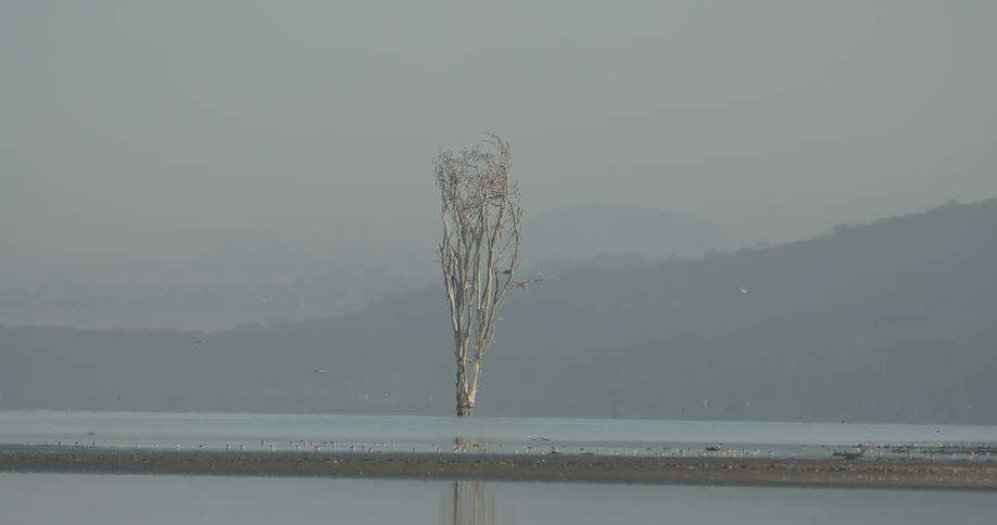 Birds perch themselves on a dead tree in the water