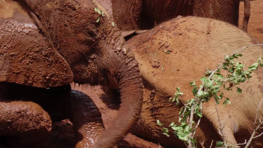 Elephants play around in the mud together