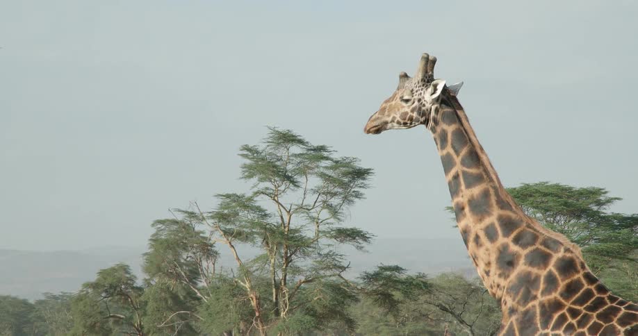 Giraffe stands tall next to some trees