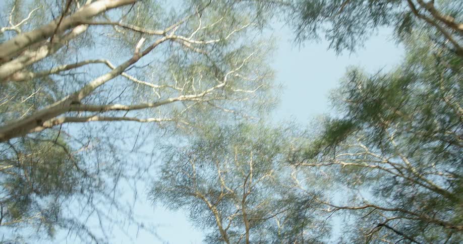 Tall trees tower into the sky