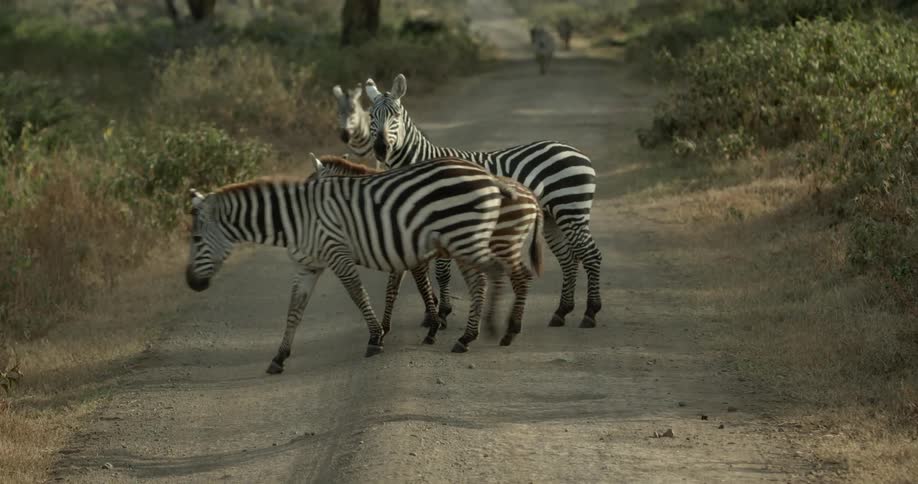 Zebras cross a gravel road