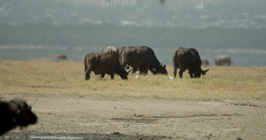 Rhinos and birds move around a field