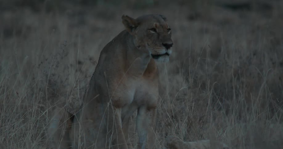 A lioness sits in tall grass