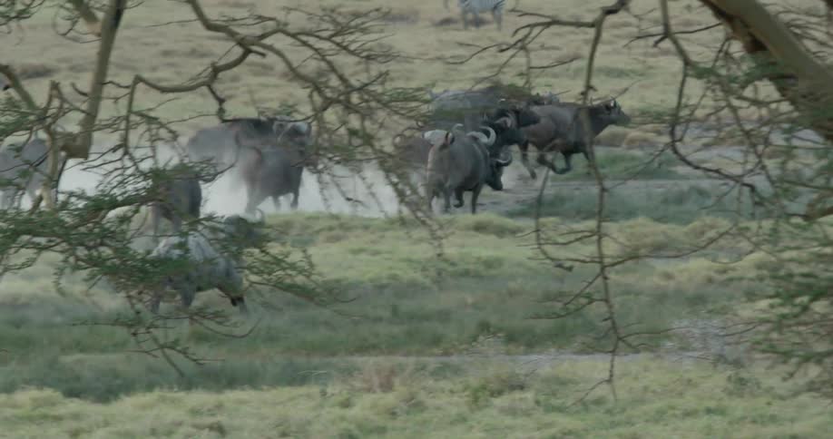 Bulls charge across the field ahead