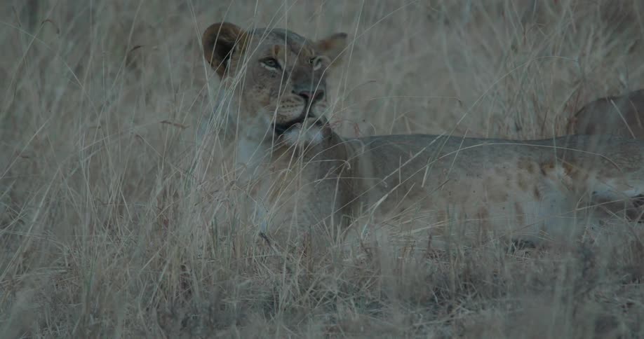 Lion sits in tall grass flicking its ears
