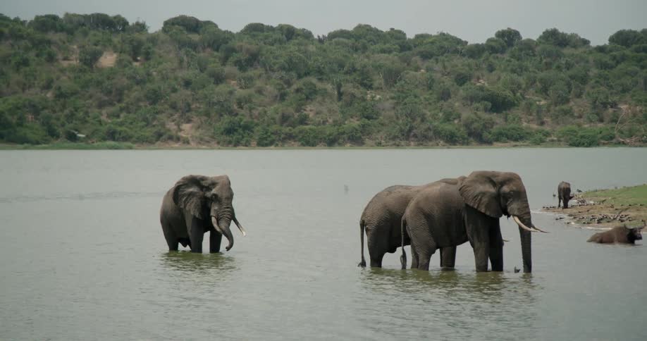 Elephants stand in the water