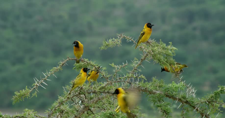 Six yellow and black birds perched on a treetop