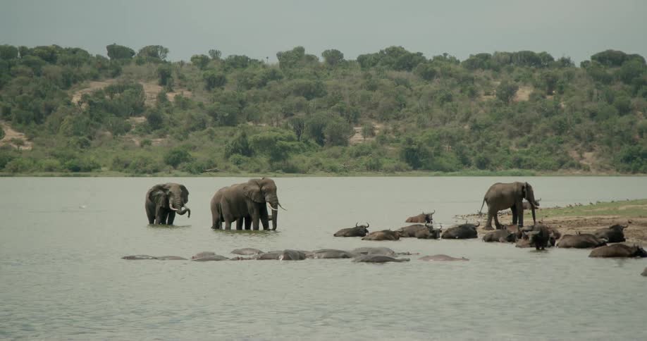 Elephants stand in the water