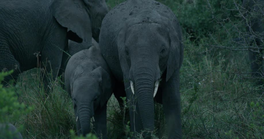 Elephants stick together on this field grazing grass