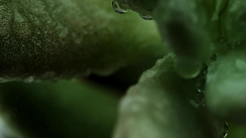 Water slowly drips from a plant