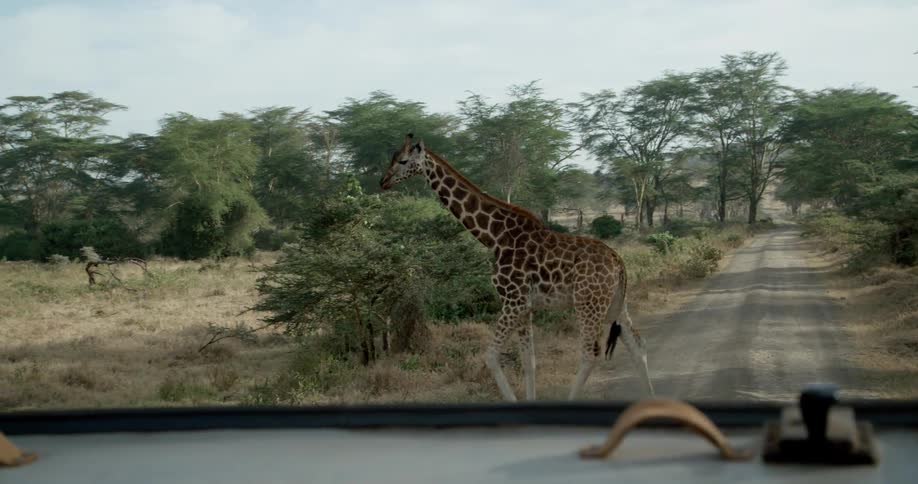A giraffe walks across a road in front of a vehicle