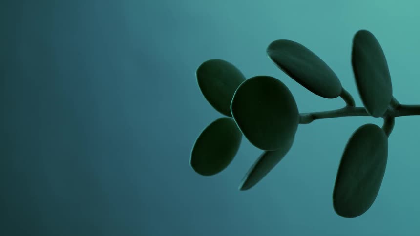 Close up of a small plant