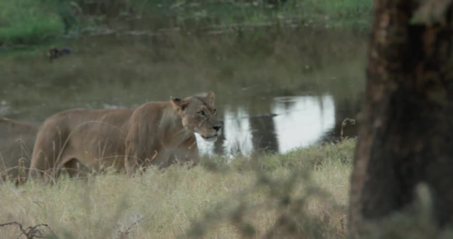 Two lions walk near a body of water