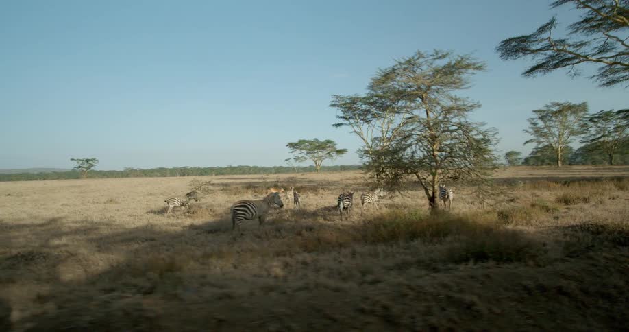 Zebra walk in a field under a blue sky