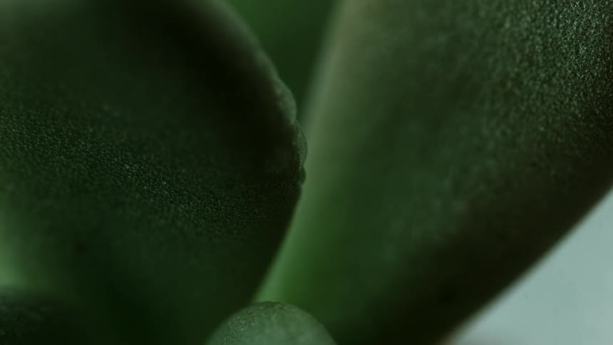 Water sprays on a green plant