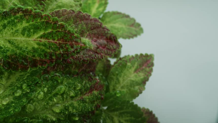 The green leafs are green and red in color