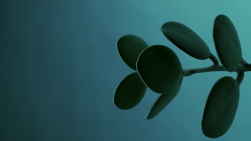 A small green plant hangs in the air