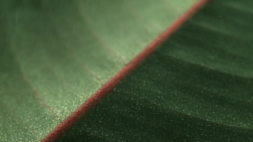 Close up of the vein in a leaf