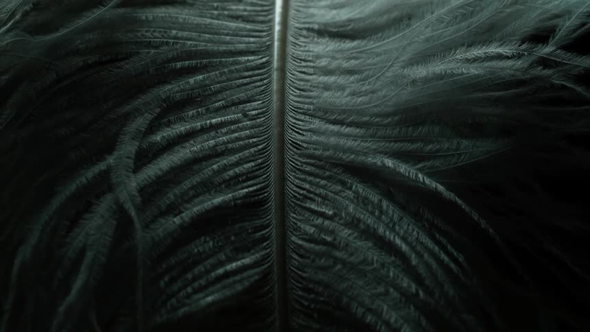 A feather is white and blows around