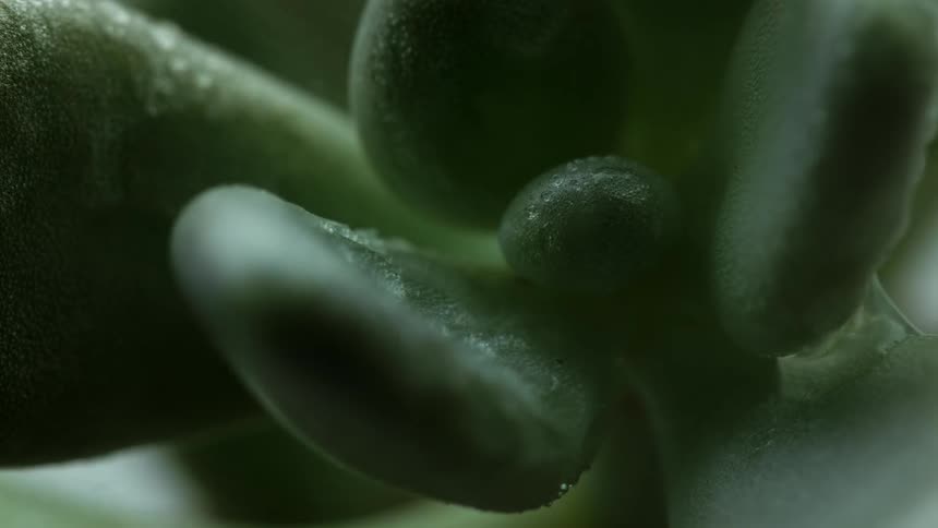 Mist falls onto plant leaves forming dew drops