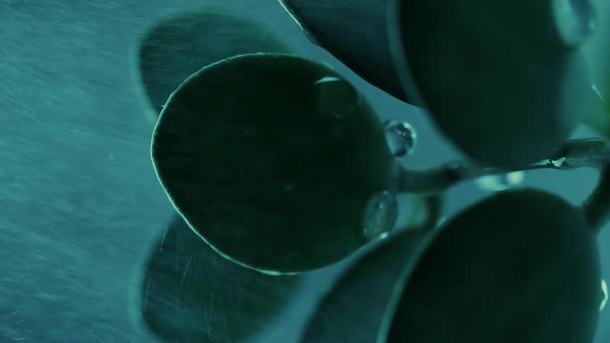 Close up of water spray hitting a plant