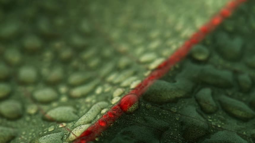 Drops of water pool and flow on a leaf
