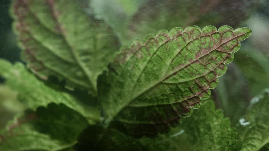 Dust particles blow over some green leaves