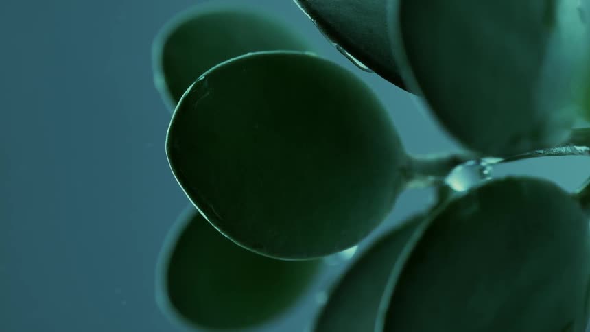 A green plant is misted with water