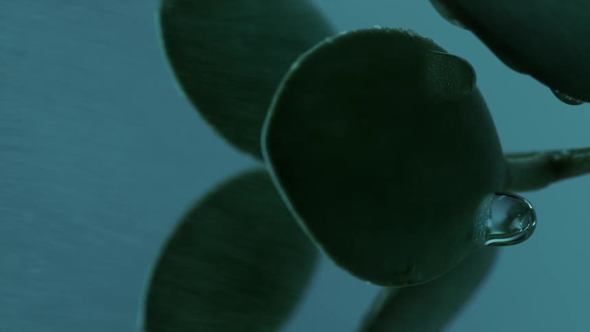 Water droplets fall from a plant leaf as water mists over it
