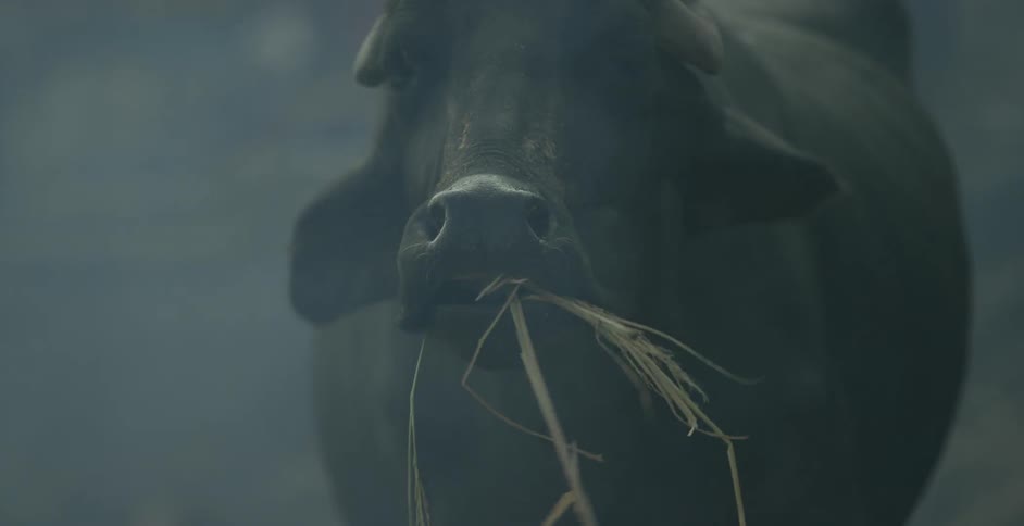 Dark bovine with horns chews on some hay