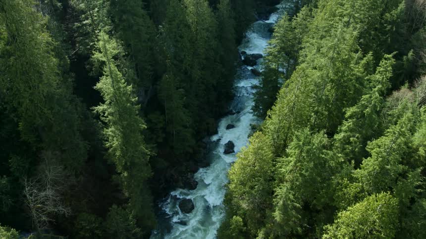 A stream runs through the forest with tall trees