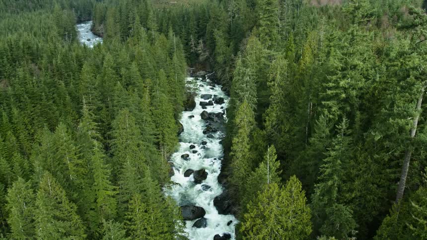 Frothy water flows in a river near the forest