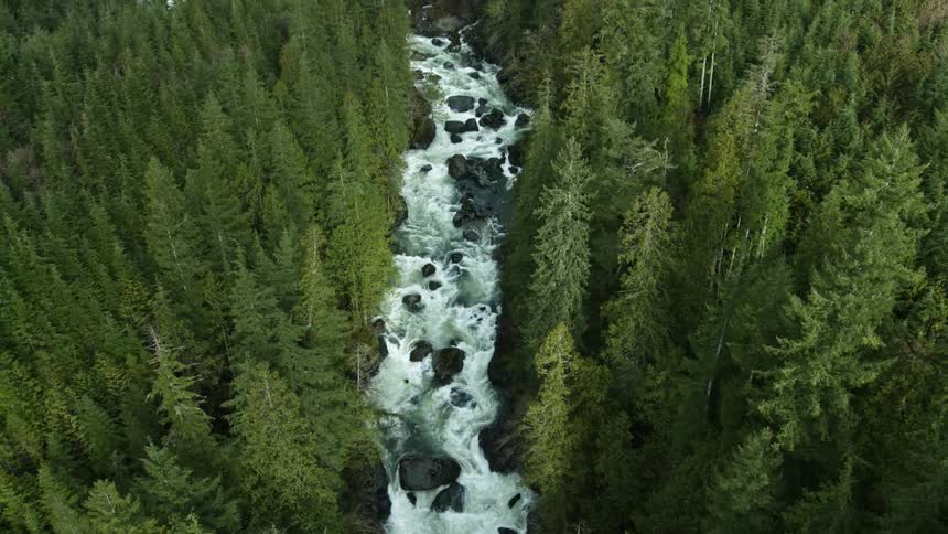 A rough stream runs through the woods below