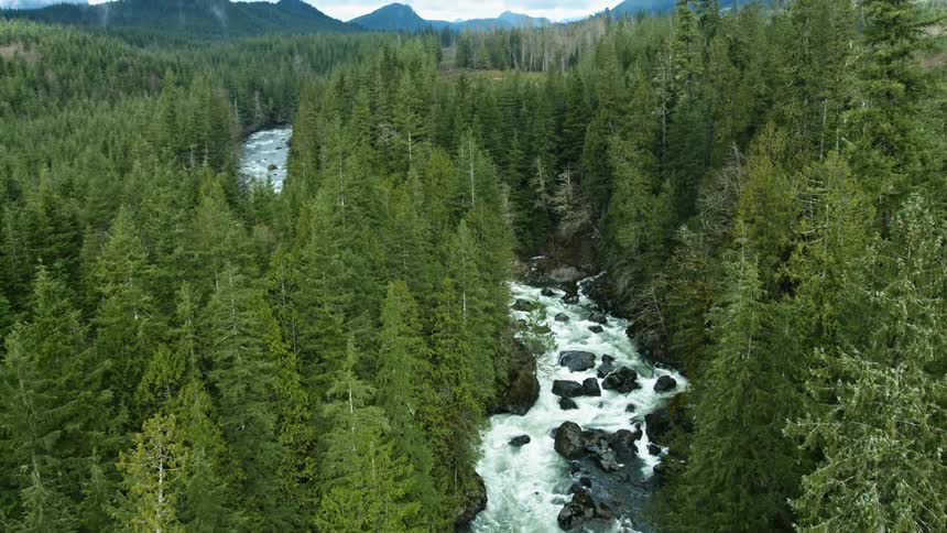 A fast flowing river in the forest