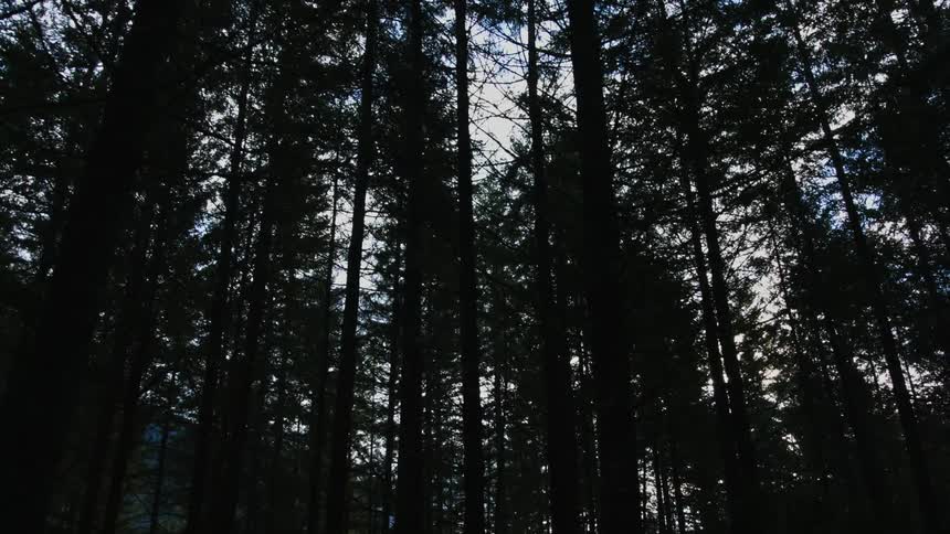 Forest of trees stand tall under a cloudy sky