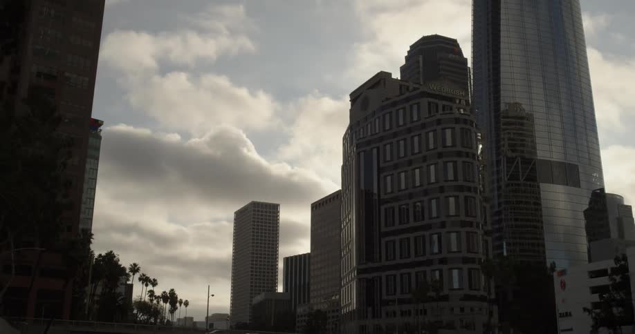 Palm trees line the city road by tall buildings