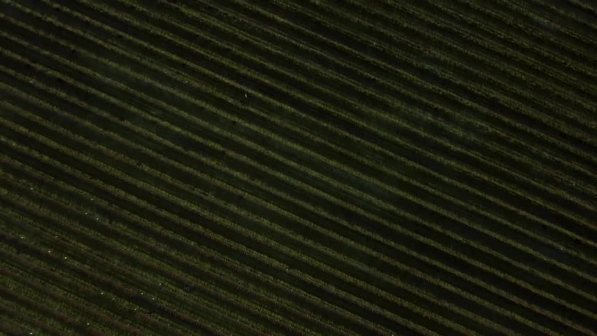 Aerial view of large piece of cropland
