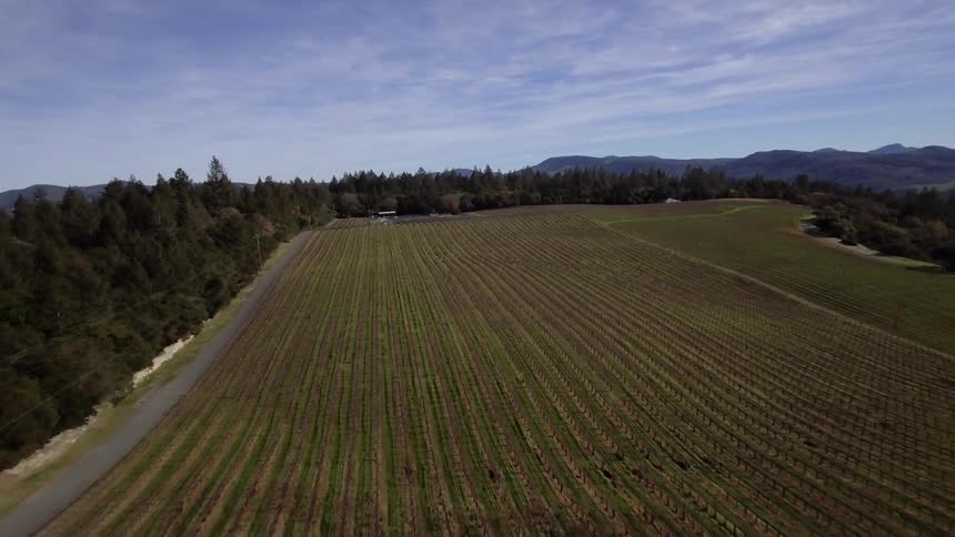 Rows of some kind of crop stretch out in a field