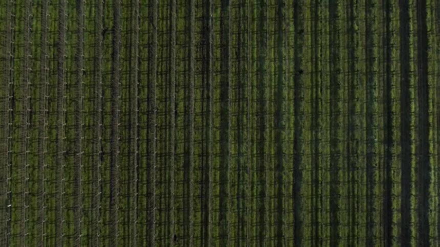 Rows in a field