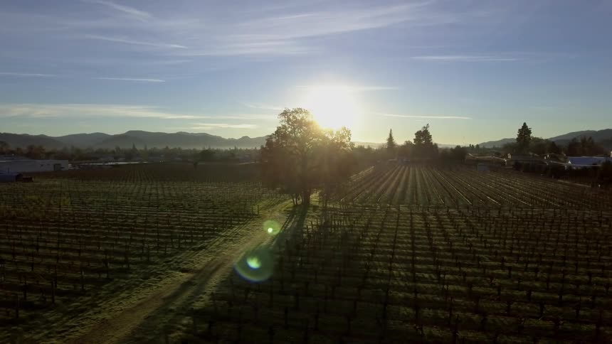 Overhead view of a large field of crops