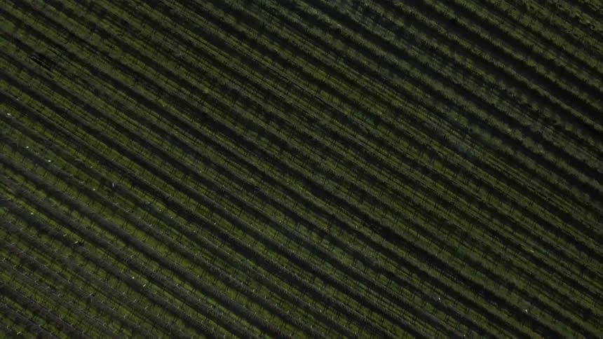 Aerial view of crops